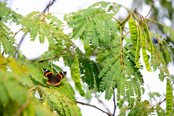 Butterfly Resting on Green Tree Leaves, Colorful Butterfly Among Fresh Foliage, Wild Butterfly Perched in Natural Habitat