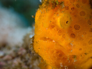 Close-up of an Orange Frogfish in its Natural Habitat