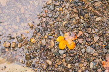 A yellow autumn leaf fell from a tree into the river and lies at the bottom on the stones.
