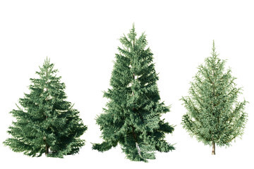 Three Picea pungens Baby Blue Eyes blue spruce trees isolated on white background