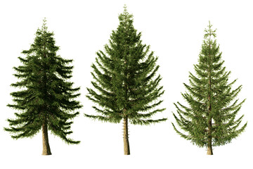 Three Picea abies Norway spruce trees isolated on white background