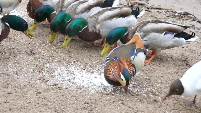 Group of ducks, a gull and a striking mandarin duck feeding on scattered grains over sandy ground, diverse urban birdlife captured in close detail.