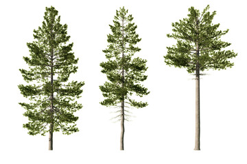 Three Pinus strobus Eastern white pine trees isolated on white background