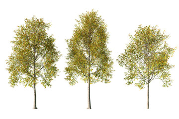 Three Quercus phellos willow oak trees isolated on white background 02