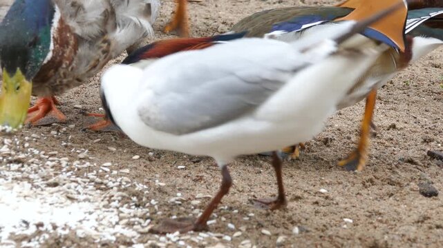 Group of ducks, a gull and a striking mandarin duck feeding on scattered grains over sandy ground, diverse urban birdlife captured in close detail.