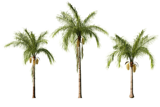 Three Syagrus romanzoffiana Queen palm trees isolated on white background