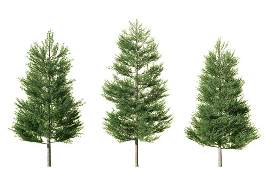 Three Tamarack Larix laricina trees in summer foliage isolated on white background