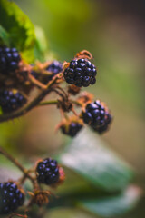 Many ripe blackberries on the vine

