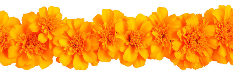 Marigold flower garland for Day of the Dead celebration on transparent background