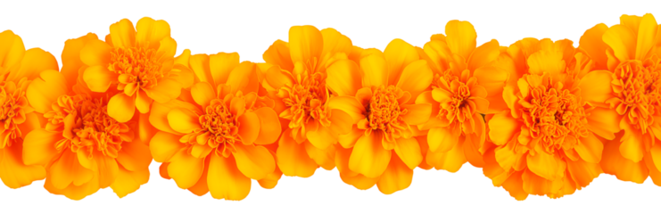 Marigold flower garland for Day of the Dead celebration on transparent background
