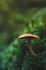 mushroom growing among moss in the forest
