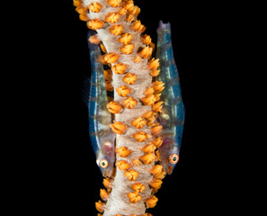 Two Fish on Coral with Orange Polyps