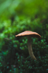 mushroom growing among moss in the forest
