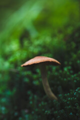 mushroom growing among moss in the forest

