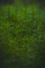 dew drops on small plants
