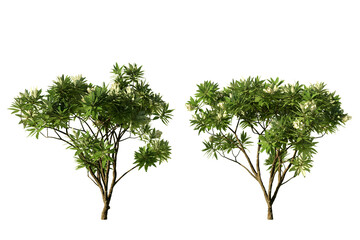 Two Plumeria obtusa Singapore frangipani trees isolated on white background