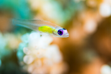Colorful Marine Fish in Coral Reef