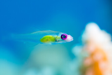 Colorful Tiny Fish in Clear Blue Water