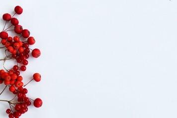 Red rowan berries on a white background. Flat lay, top view.