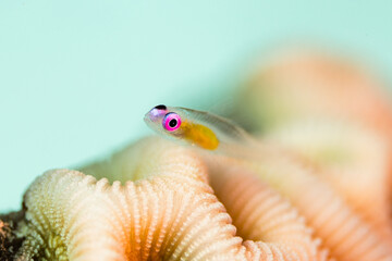 Tiny Transparent Fish on Coral
