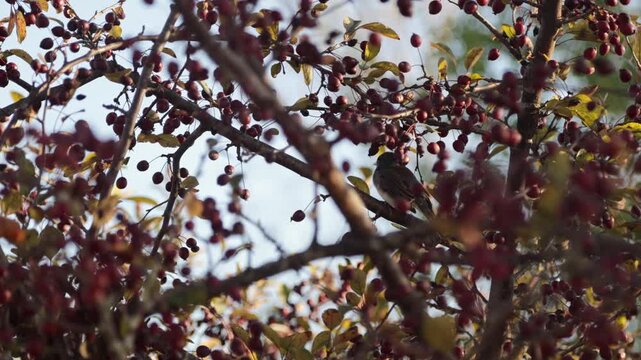 Dark-eyed Junco American sparrow in berry tree, fall evening in Wisconsin, United States
