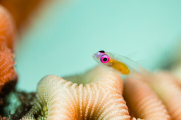 Tiny Transparent Fish on Coral Reef