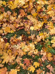 autumn leaves on the ground