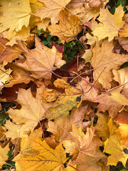 autumn leaves on the ground
