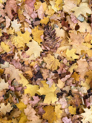 autumn leaves on the ground