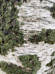 tree bark with moss
