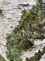 tree bark with moss
