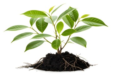 Young plant with roots and dark soil on white seedling