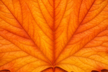Experience the stunning beauty of Autumn with this close-up image of a Maple Leaf. The intricate details of the leaf's veins and its warm, vibrant colors capture the essence of the Fall season.  