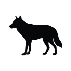 A detailed silhouette illustration of a wolf standing on a white background, wolf looking back silhouette vector illustration