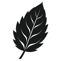 Obraz premium black and white feathers