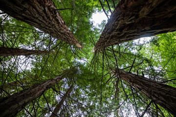 Stunning redwood trees reach towards the sky creating a lush green canopy, conveying peace, wonder, and the majesty of nature's giants