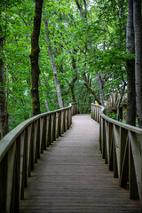 Fototapeta premium Wander through a serene forest on a wooden boardwalk, perfect for nature lovers seeking adventure and tranquility among lush greenery