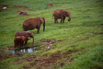 Gentle giants in the wild gather near a watering hole, offering a glimpse into African wildlife conservation efforts and the beauty of nature