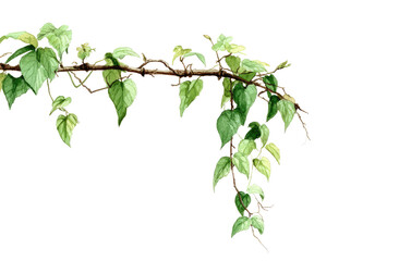 A detailed illustration of a vine's branch with leaves