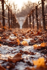 Autumn leaves and first snowflakes settle in a harvested vineyard—capturing the quiet transition between seasons in warm golden hour light.