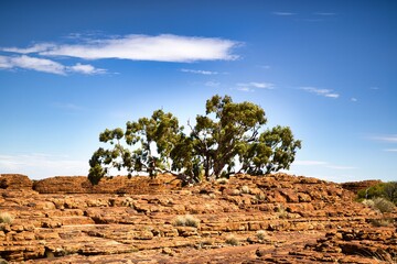 Lush desert tree stands tall amidst the rugged rock formations of the Australian outback, juxtaposing nature's resilience against a striking blue sky.
