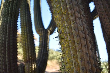 Brazo de cactus cubierto de polen.