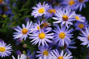 A busy honey bee pollinating a vibrant field of violet-colored aster daisies under a bright,...