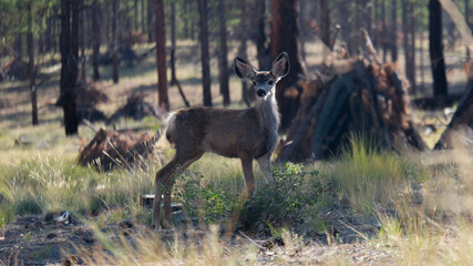 Large deer grazing in the mountains