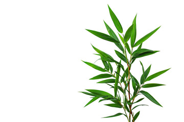 Lush green bamboo-like leaves, sharply detailed, against a black background
