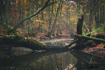 Fallen Tree Lying Across the Mysla River in a Colorful Autumn Deciduous Forest, Overcast Day