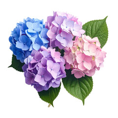 Close-up of hydrangea blooms showcasing shades of blue, purple, and pink, with green leaves
