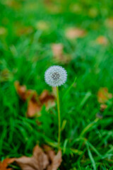 dandelion in the grass