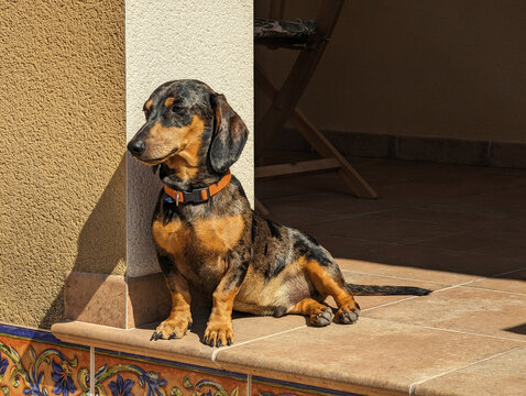 Perro salchicha mirlo negro y fuego, expresi&oacute;n alerta, collar naranja, sentado en suelo, terraza con azulejos, soleado, pared texturizada, interior sombreado. Teckel de pura raza macho de pelo corto. 