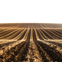 Earthy, textured, parallel field lines meet a darkened horizon under soft light